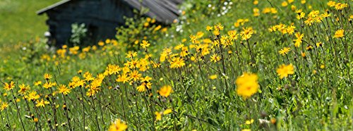 Aceite para Masaje con Árnica, Preparación y Recuperación Muscular - Weleda (100 ml) - Se envía con: muestra gratis y una tarjeta superbonita que puedes usar como marca-páginas!