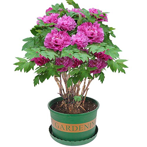 Aerlan Flores Paisaje para cercas,Flor de peonía en macetas de jardín Multi-ramificado Planta-2 brotes_Q,Maceta para Plantas de jardín/Interiores