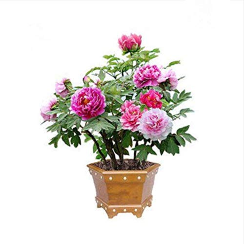 Aerlan Flores Paisaje para cercas,Flor de peonía en macetas de jardín Multi-ramificado Planta-2 brotes_Q,Maceta para Plantas de jardín/Interiores