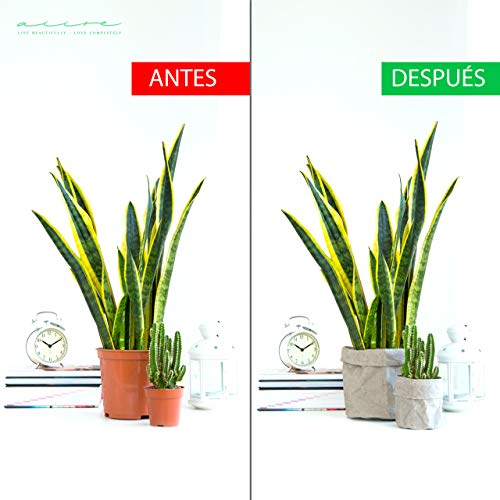 Aiire Cestas Decorativas y Cubremacetas para Decoracion Hogar - Maceteros Decorativos de Interior para Plantas Naturales y Flores Artificiales - Adornos para Salon Modernos y Tiestos para Plantas
