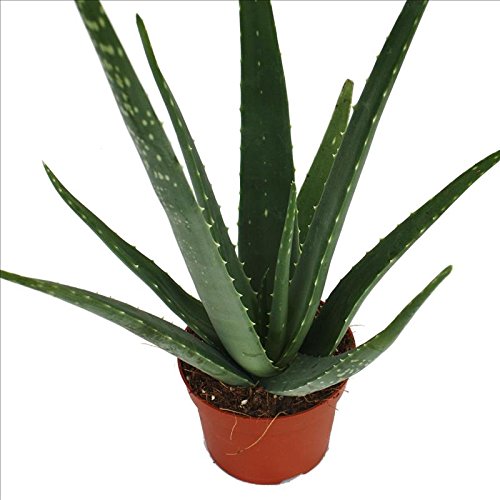 Aloe Vera de aproximadamente 3 años – Tiesto de 12 cm