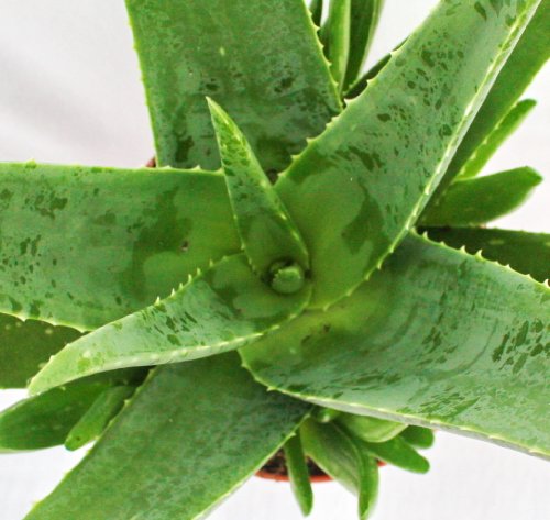 Aloe Vera de aproximadamente 3 años – Tiesto de 12 cm