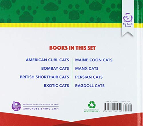 American Curl Cats (Big Buddy Cats)