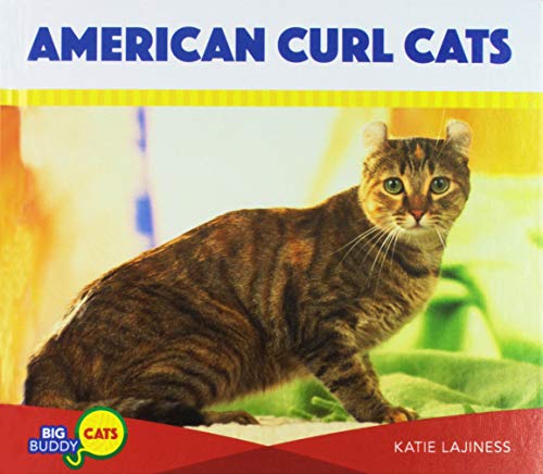 American Curl Cats (Big Buddy Cats)