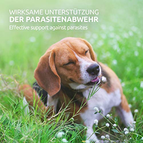 AniForte ácaros de la hierba EX Spray 500ml - aerosol contra ácaros de la hierba para perros, contra los parásitos, defensa efectiva, limpieza y cuidado, alivia la piel irritada, alivia el picor