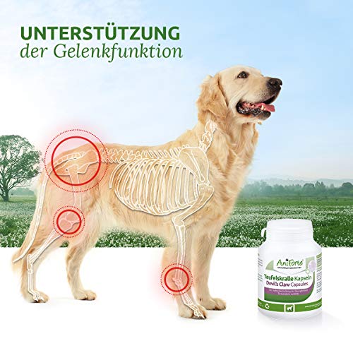 AniForte Cápsulas de garra del diablo para perros 100 piezas - Tabletas para articulaciones, producto 100% natural, polvo para articulaciones, Alta aceptación por los perros