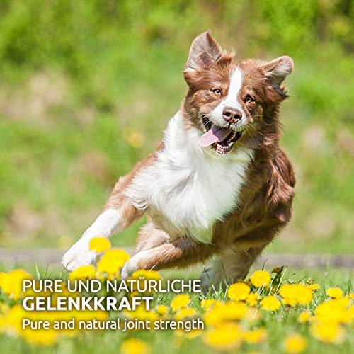 AniForte Cápsulas de garra del diablo para perros 100 piezas - Tabletas para articulaciones, producto 100% natural, polvo para articulaciones, Alta aceptación por los perros