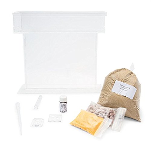 AntHouse - Hormiguero Natural de Arena - Kit T Big Acrílico 25x20x1,5 cm (Hormigas Gratis)