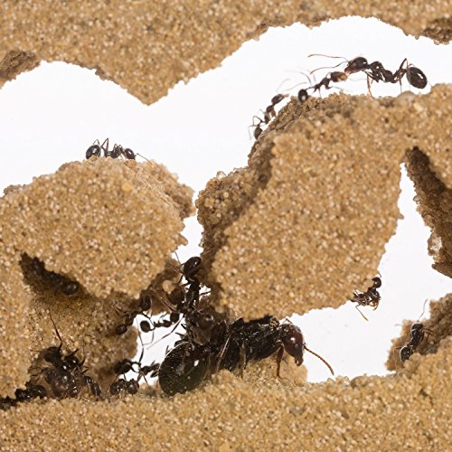 AntHouse - Hormiguero Natural de Arena - Kit T Big Acrílico 25x20x1,5 cm (Hormigas Gratis)
