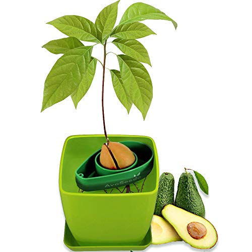 AvoSeedo Kit Jardineria para Aguacate - Gadget Decoracion Casa con Maceta Y Decoracion Habitacion/Uso Interior o Exterior / Regalos Originales para Mujer e Ideas Regalos para Hombre En Navidad