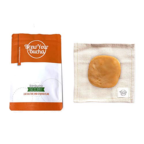 Brew Your Bucha Kobucha SCOBY con Starter Fluid. SCOBY cultivado con azúcar y té de oro negro Yunnan (1 SCOBY)
