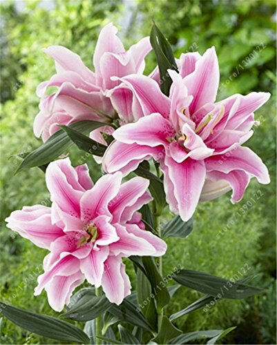 bulbos de lirio verdadero, flor del lirio, lirio (no semillas), los bulbos de azucenas de flores, olor débil, plantas de maceta bonsai para el jardín de bulbos 3 -2