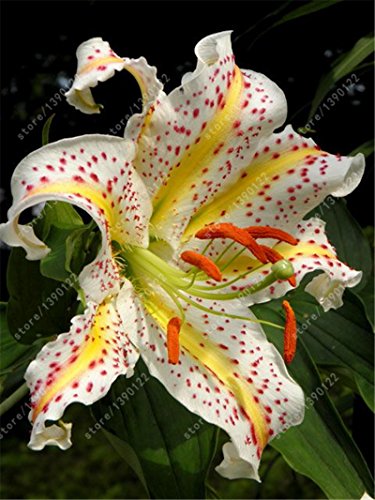 bulbos de lirio verdadero, flor del lirio, lirio (no semillas), los bulbos de azucenas de flores, olor débil, plantas de maceta bonsai para el jardín de bulbos 3 -2