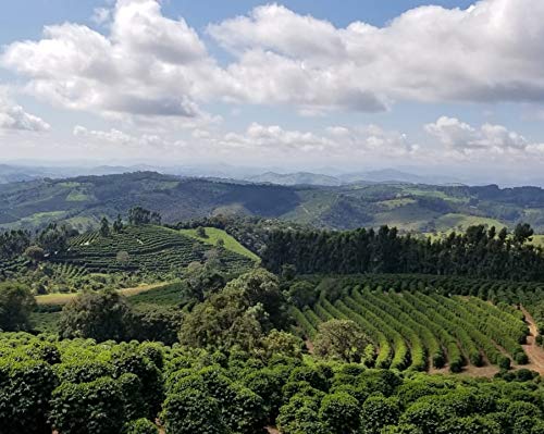 CAFES GUILIS Café en Grano Natural Black Blend de Tueste Natural 2 kg