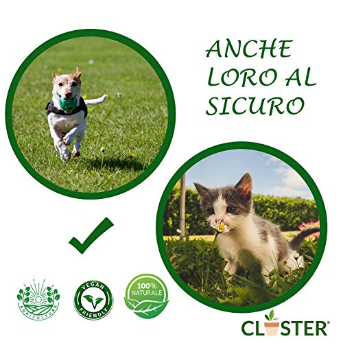 CLOSTER® Spray Jabón Potasico Listo para Usar Insecticida Natural Mejora Defensas Naturales de Las Plantas contra los Insectos Pulgones Chinches Flores Rosas Verdes Plantas Aromáticas Fruta (500 ML)