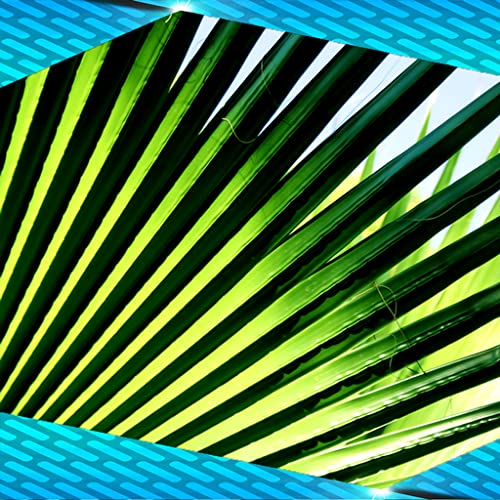 Collage de fotos de Palm