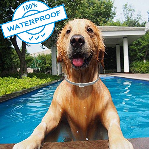 Collar Antiparasitos para Perros y Gatos, contra Pulgas Garrapatas y Mosquitos, Ajustable a Prueba de Agua, una solución Natural para la prevención de plagas, 8 Meses Talla única