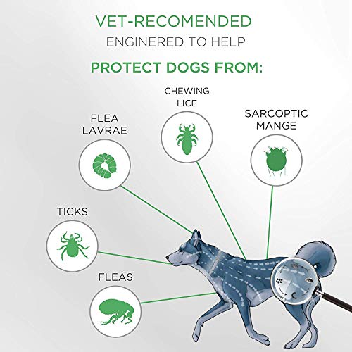 Collar Antiparasitos para Perros y Gatos, contra Pulgas Garrapatas y Mosquitos, Ajustable a Prueba de Agua, una solución Natural para la prevención de plagas, 8 Meses Talla única