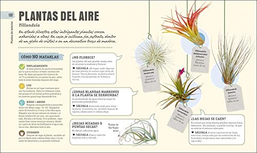 Cómo no matar tus plantas: Consejos y cuidados para que tus plantas sobrevivan (Estilo de vida)