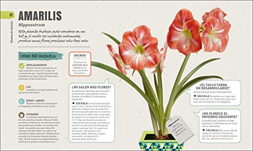 Cómo no matar tus plantas: Consejos y cuidados para que tus plantas sobrevivan (Estilo de vida)