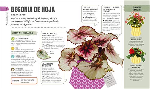Cómo no matar tus plantas: Consejos y cuidados para que tus plantas sobrevivan (Estilo de vida)