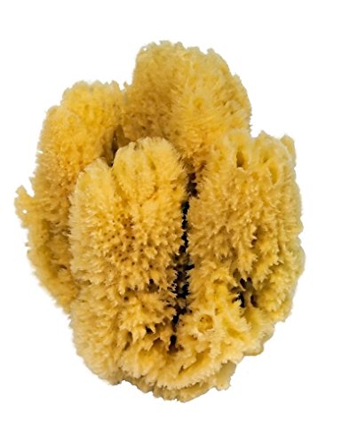CROLL & DENECKE K5 - Esponja Natural del Caribe (18-20 cm)