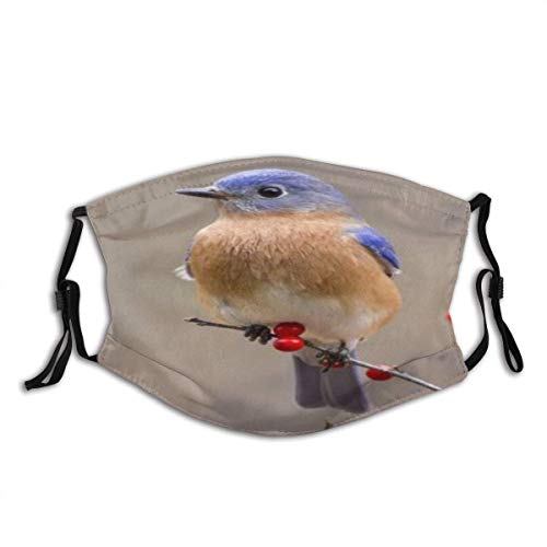 Cubierta Facial Bluebird en Bayas Rojas Look out Decoración navideña Unisex Algodón Lavable y Reutilizable Decoración Facial cálida para Exteriores
