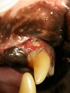Dermavet Lavapirox Vet - Pasta de dientes antibacteriana para perros