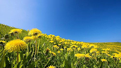 Diente de león de la hoja (Taraxacum officinale) Loose Té de hierbas - 50g