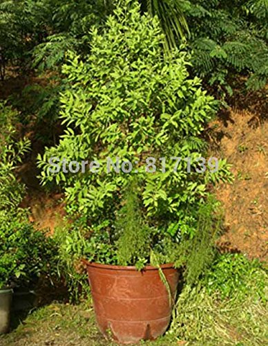 DIY 5 casera de las semillas de la planta de jardín Santalum álbum, White sándalo, semillas de árboles de sándalo de la India de envío gratuito