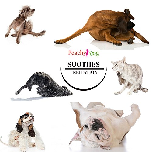 dogwash Natural Pet de harina de avena Champú eficazmente Alivia Irritación, hidrata y reparaciones de cura piel, pelo dañado, neutraliza los olores y Freshens