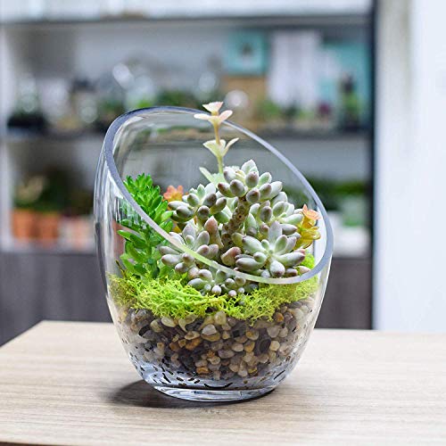 Ecosides- Jarrón de Cristal Transparente Inclinado para Terrario, Diseño de Globo Redondo de Cristal con Burbujas de Corte Ancho, para Poner Caramelos,Plantas,Flores,Frutas