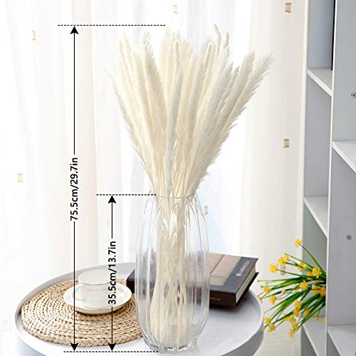 Familybox 30 Pcs Hierba de Pampa Phragmites Communis, Boda y fotografía de Manojo de Flores para la decoración del hogar Pampas Grass Decoracion, 60-75 cm