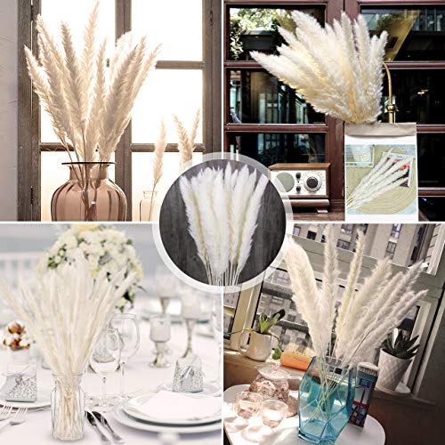 Familybox 30 Pcs Hierba de Pampa Phragmites Communis, Boda y fotografía de Manojo de Flores para la decoración del hogar Pampas Grass Decoracion, 60-75 cm
