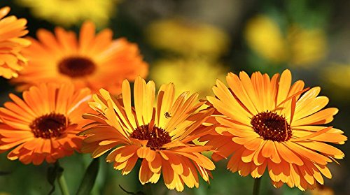 Flores de caléndula (Calendula officinalis) Loose Té de hierbas - 50g