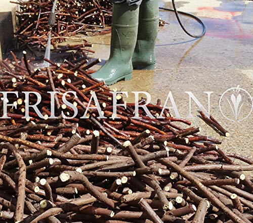 FRISAFRAN - Regaliz de palo Ecologico certificado (100Gr)