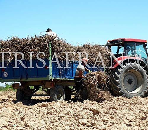 FRISAFRAN - Regaliz de palo Ecologico certificado (100Gr)