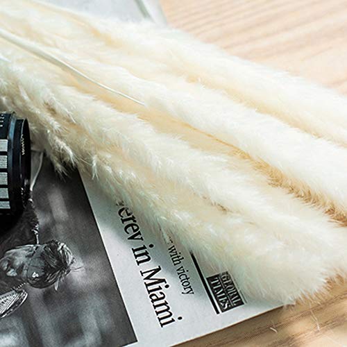 Gelentea 15 Piezas Natural seco pequeño Pampas Hierba fragmites comunis Flor Ramo decoración para el hogar Hotel Boda