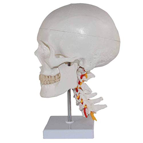 GH-YS Modelo de cráneo de anatomía Humana: Modelos de Ciencia de anatomía Humana, enseñanza médica, Ayuda para el Esqueleto del nervio Cervical, Material de PVC, Ciencia de biología e Instrumento