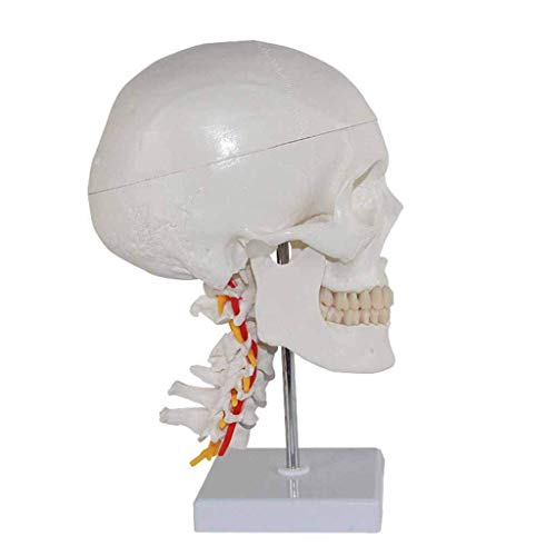 GH-YS Modelo de cráneo de anatomía Humana: Modelos de Ciencia de anatomía Humana, enseñanza médica, Ayuda para el Esqueleto del nervio Cervical, Material de PVC, Ciencia de biología e Instrumento