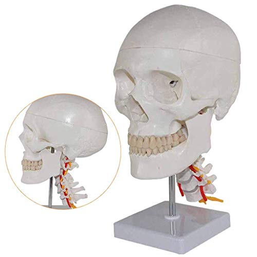 GH-YS Modelo de cráneo de anatomía Humana: Modelos de Ciencia de anatomía Humana, enseñanza médica, Ayuda para el Esqueleto del nervio Cervical, Material de PVC, Ciencia de biología e Instrumento