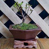 Go Garden Ãlbum de Santalum de la planta del jardÃ­n de casa de DIY 5 semillas, sÃ¡ndalo blanco, semillas del Ã¡rbol de sÃ¡ndalo indio