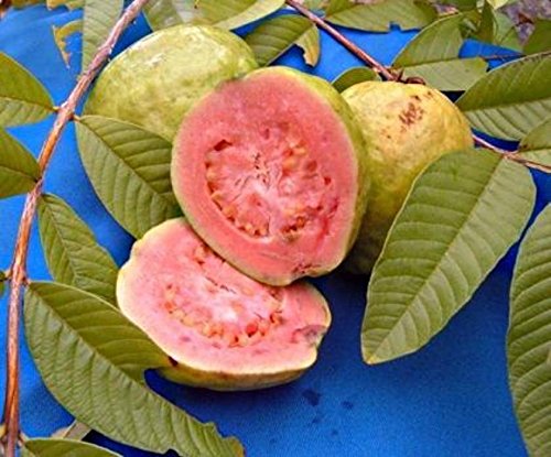 Guayaba frutas tropicales Psidium guajava semillas de árboles de guayaba exótica comestible 15 SEMILLAS