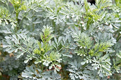 Hierba de Ruda (Ruta graveolens) / Rue Herb - Health Embassy - 100% Natural (50g)