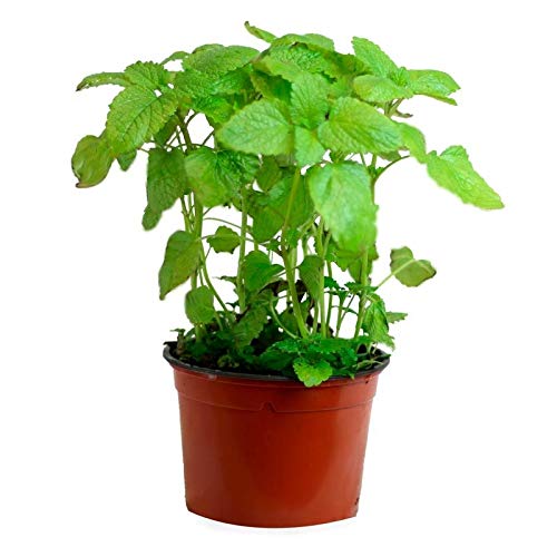 Hierbabuena (Maceta 13 cm Ø) - Planta viva - Planta aromatica