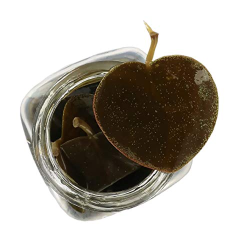 Hojas de Alcaparras en Aceite de Oliva Virgen Extra 100g