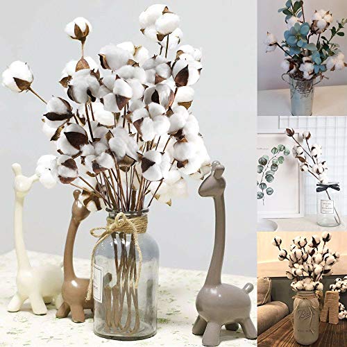 HUAESIN 20Pcs Ramo de Flores Secas Decoracion Jarrones Rama Algodon Natural Flor Blanca Artificial Flores de Algdon para Boda Fiesta Hogar Mesa Macetero Terraza Balcon Cocina Dormitorio Iglesia