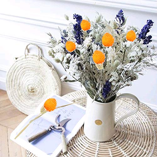 HUAESIN 30 Tallos Flores Secas Naturales Decoracion Craspedia Naranja Ramo Flor Seca Artificial para Hogar Boda Fiesta Jarrones Arregalos Florales Mesa Balcon Terraza Damajuana Escritorio Dormitorio