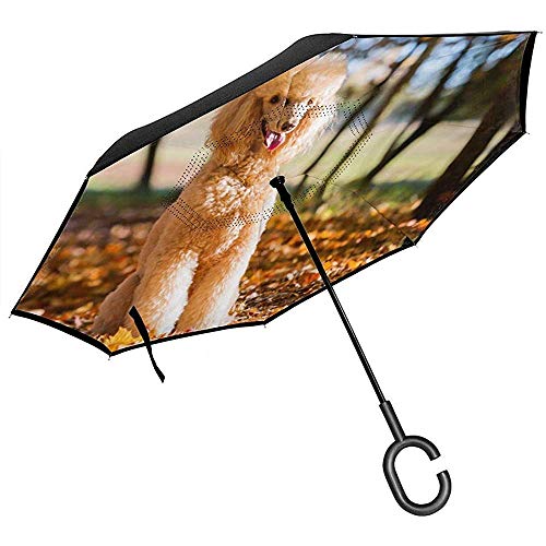 huatongxin Portrait of A Royal Poodle In An Autumn Fores Reverse Paraguas Double Layer Paraguas invertidos For Car Rain Outdoor with C-Shaped Handle