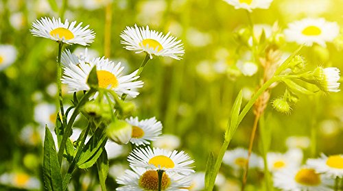 Indigo Herbs Agua de Manzanilla 100ml (Hidrolato)